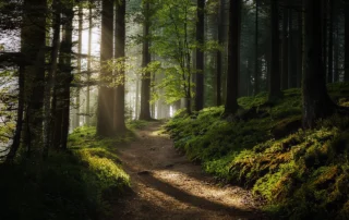 The Beauty of Ardennes