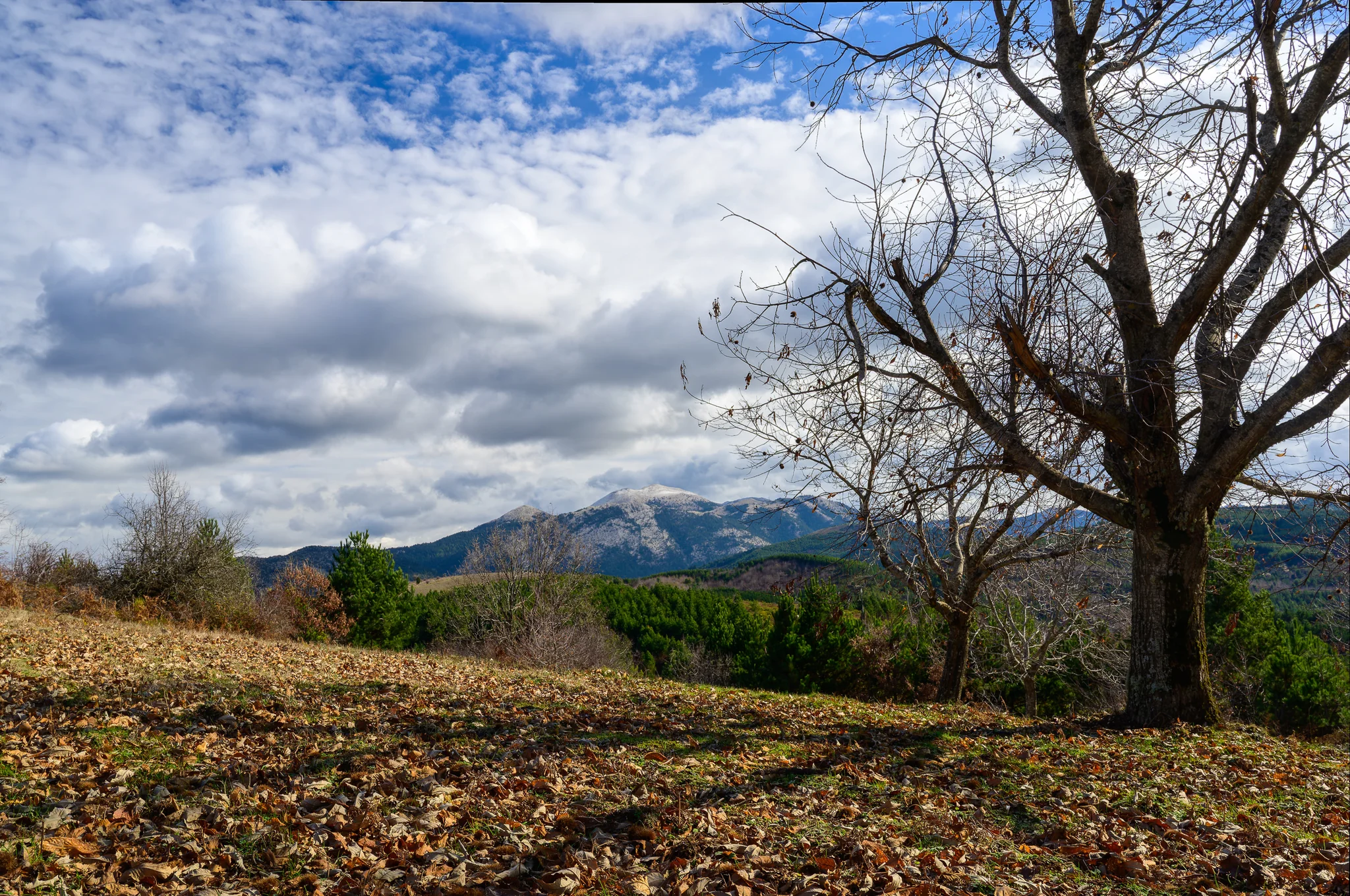 Bare chestnut tree in a leaf-covered autumn clearing with a distant mountain