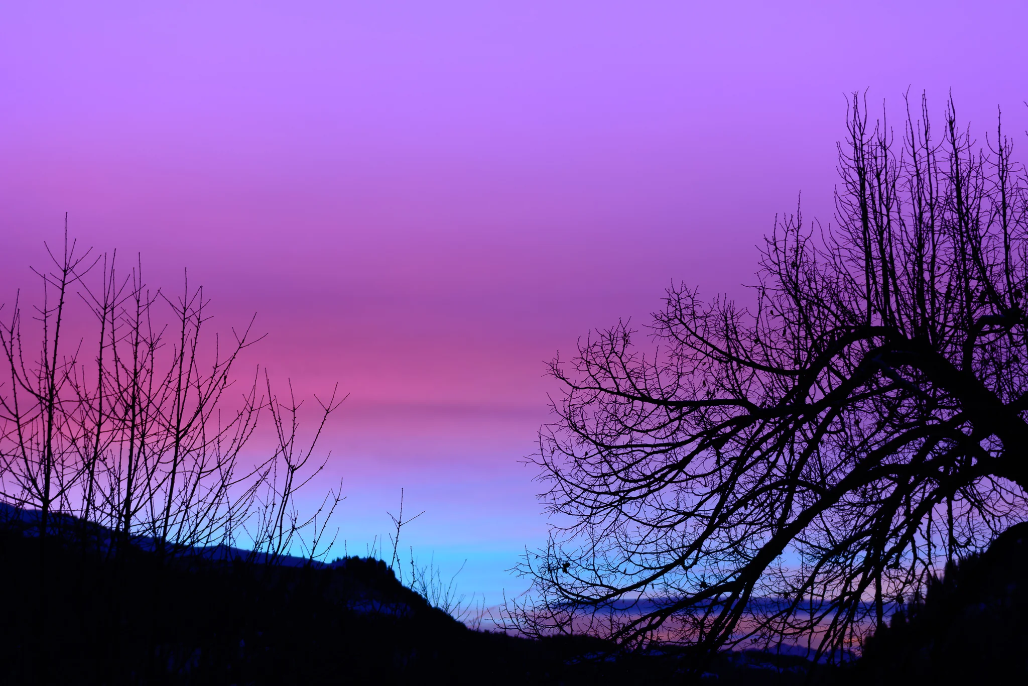 Bare tree silhouettes beneath a violet twilight sky in a mountain valley