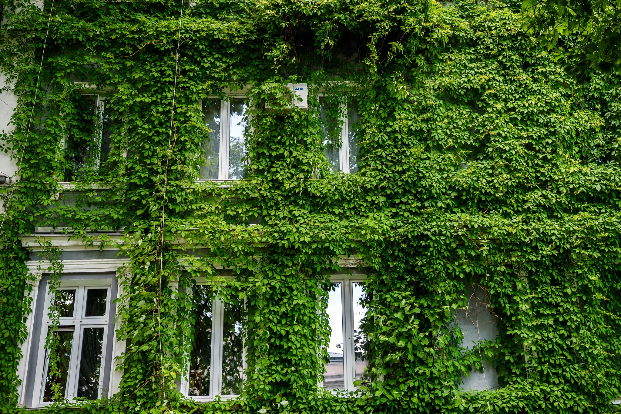Historic building facade and windows covered with dense green ivy