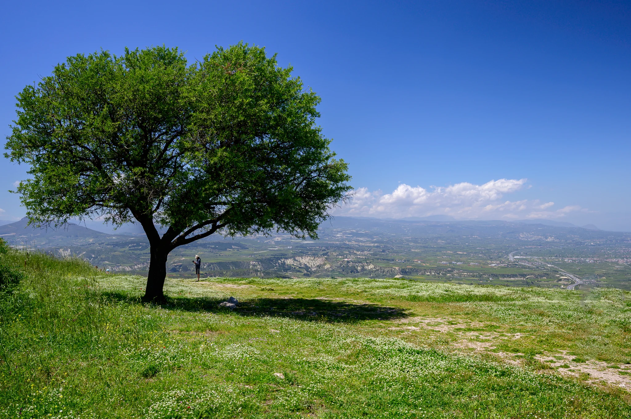 Large tree on a flowered slope overlooking a broad cultivated mountain valley