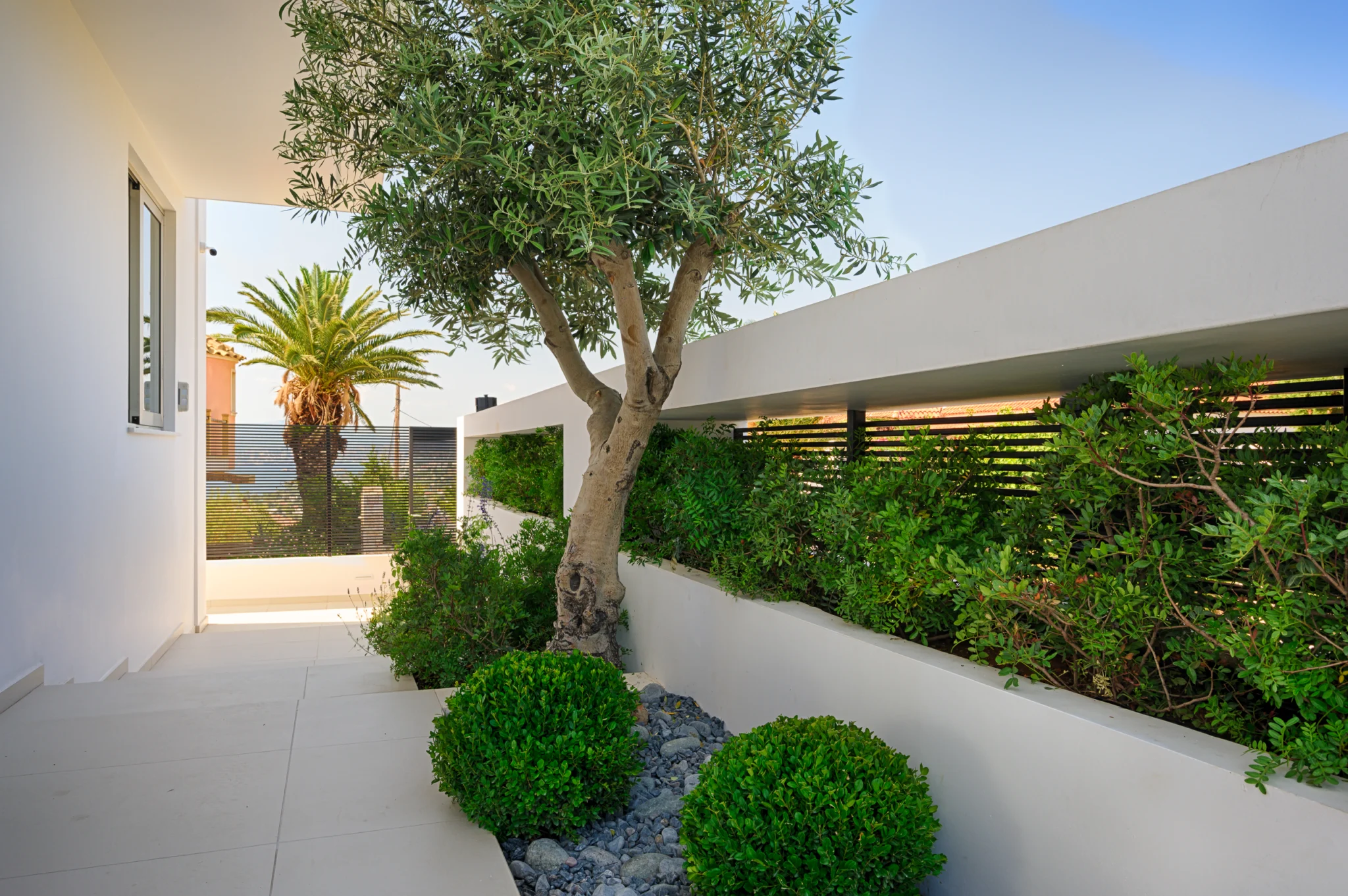 Landscaped side passage with an olive tree and low shrubs at Luxury Residence Blackstone.