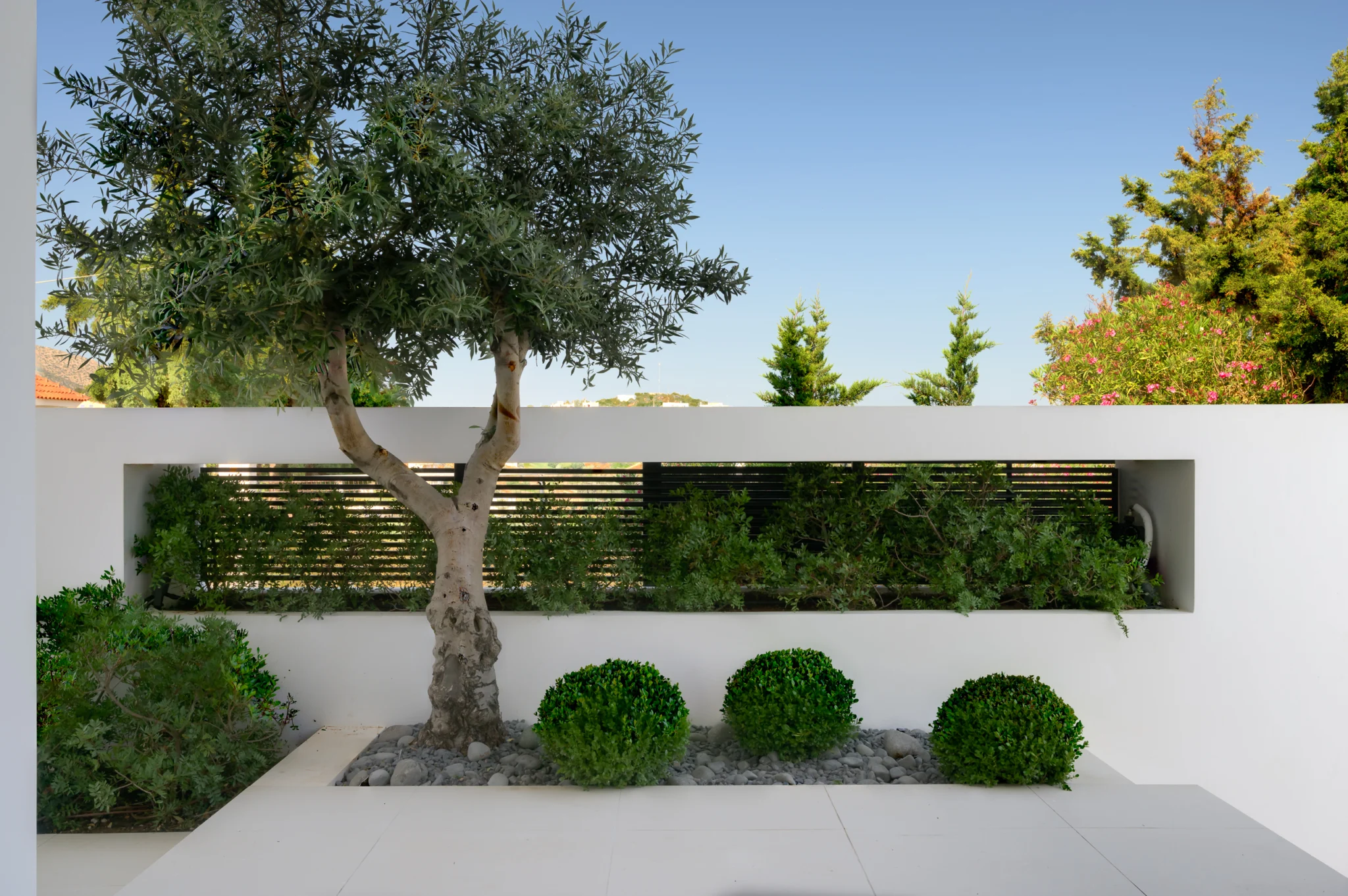 Olive tree and clipped shrubs beside a white garden wall at Luxury Residence Blackstone.