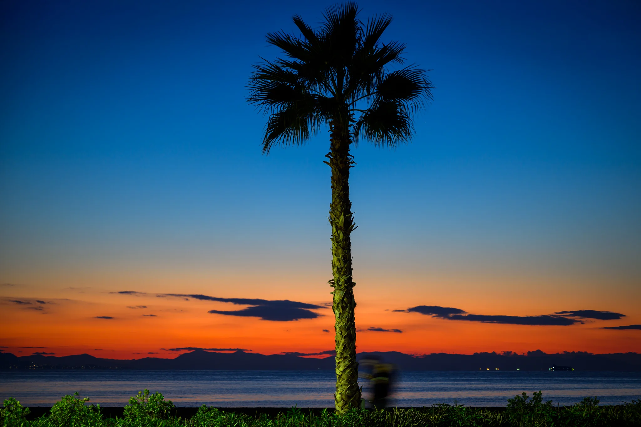 Palm silhouette and blurred passerby beside a waterfront at sunset