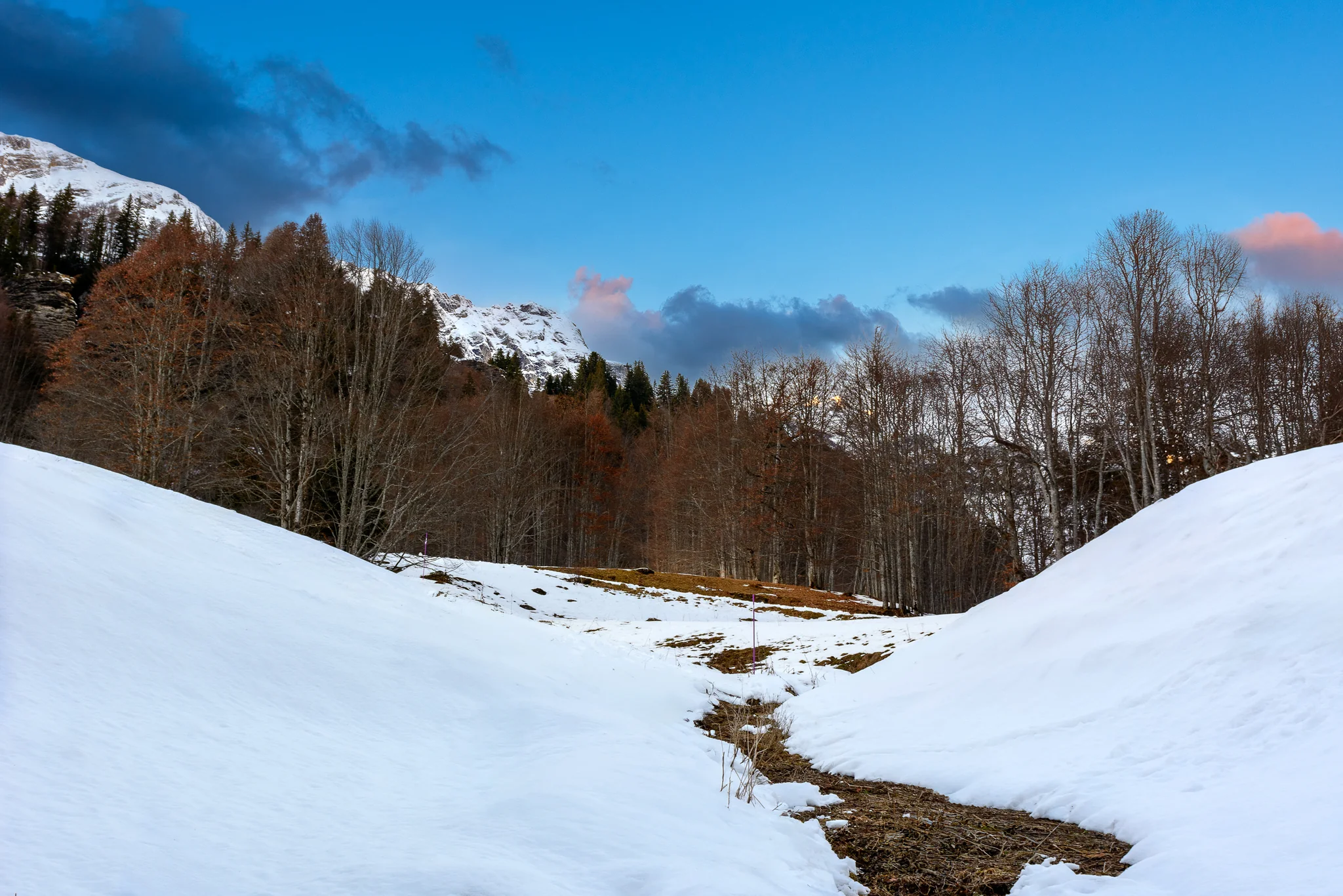 Snow-covered forest valley beneath soft pink evening clouds