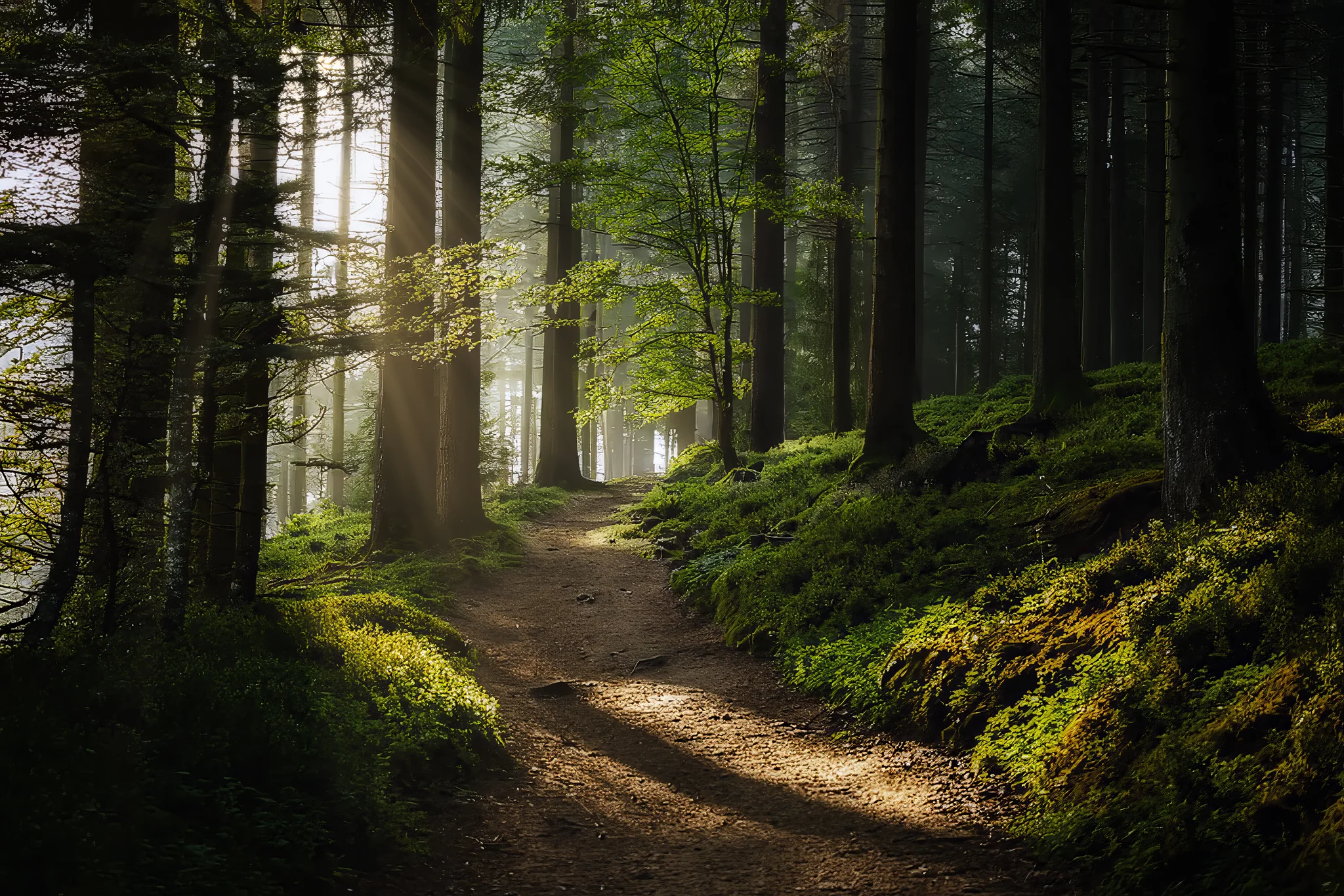 Sunlight crossing a moss-covered path through the Ardennes forest