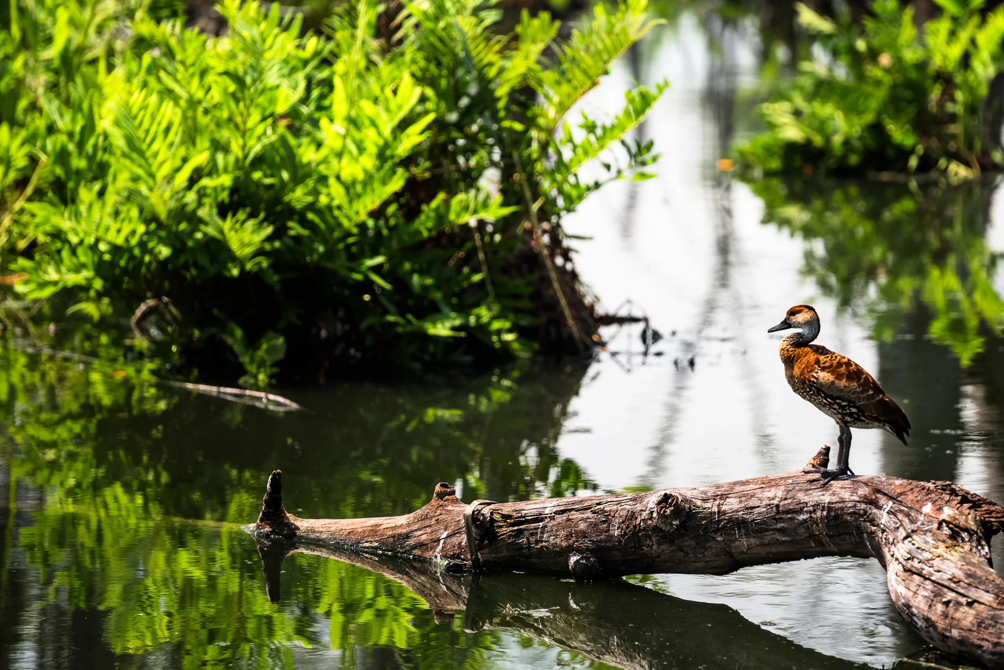 Bird resting on a fallen branch above a shaded forest pond