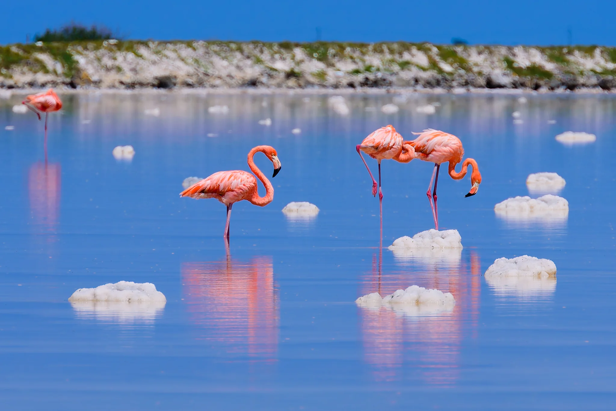 Pink flamingos standing among white salt deposits in a blue lagoon