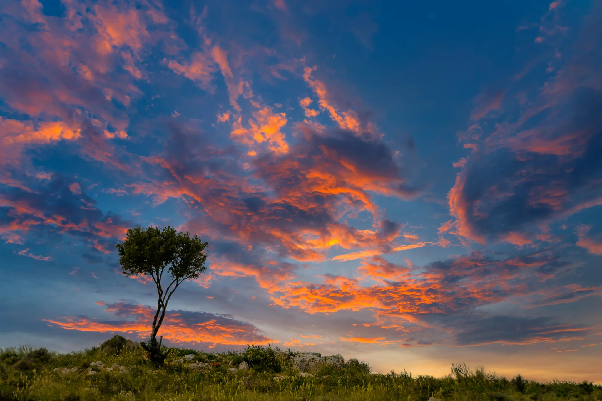 Lone tree silhouetted beneath red and blue sunset clouds