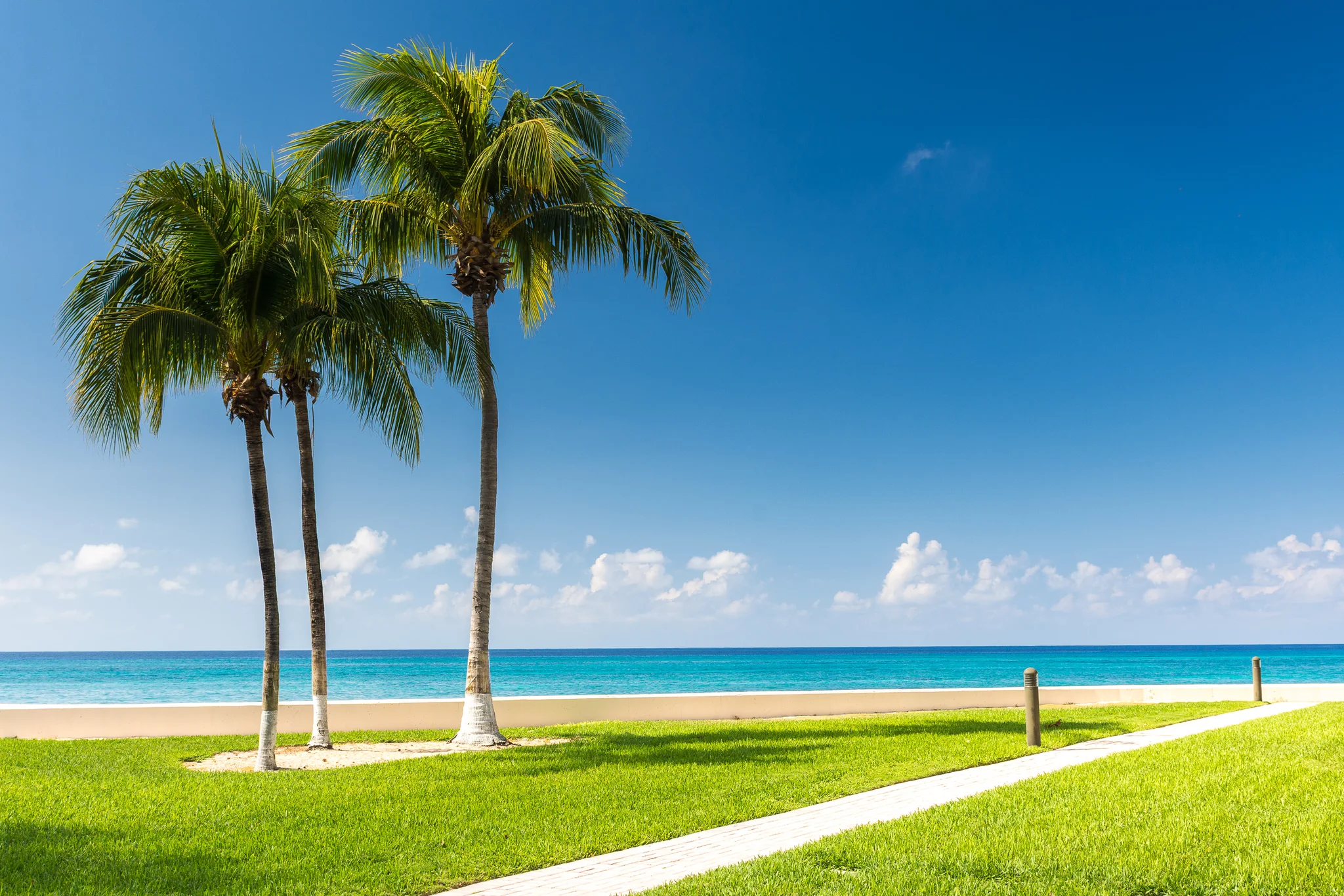 Four palm trees beside grass and a bright turquoise shoreline