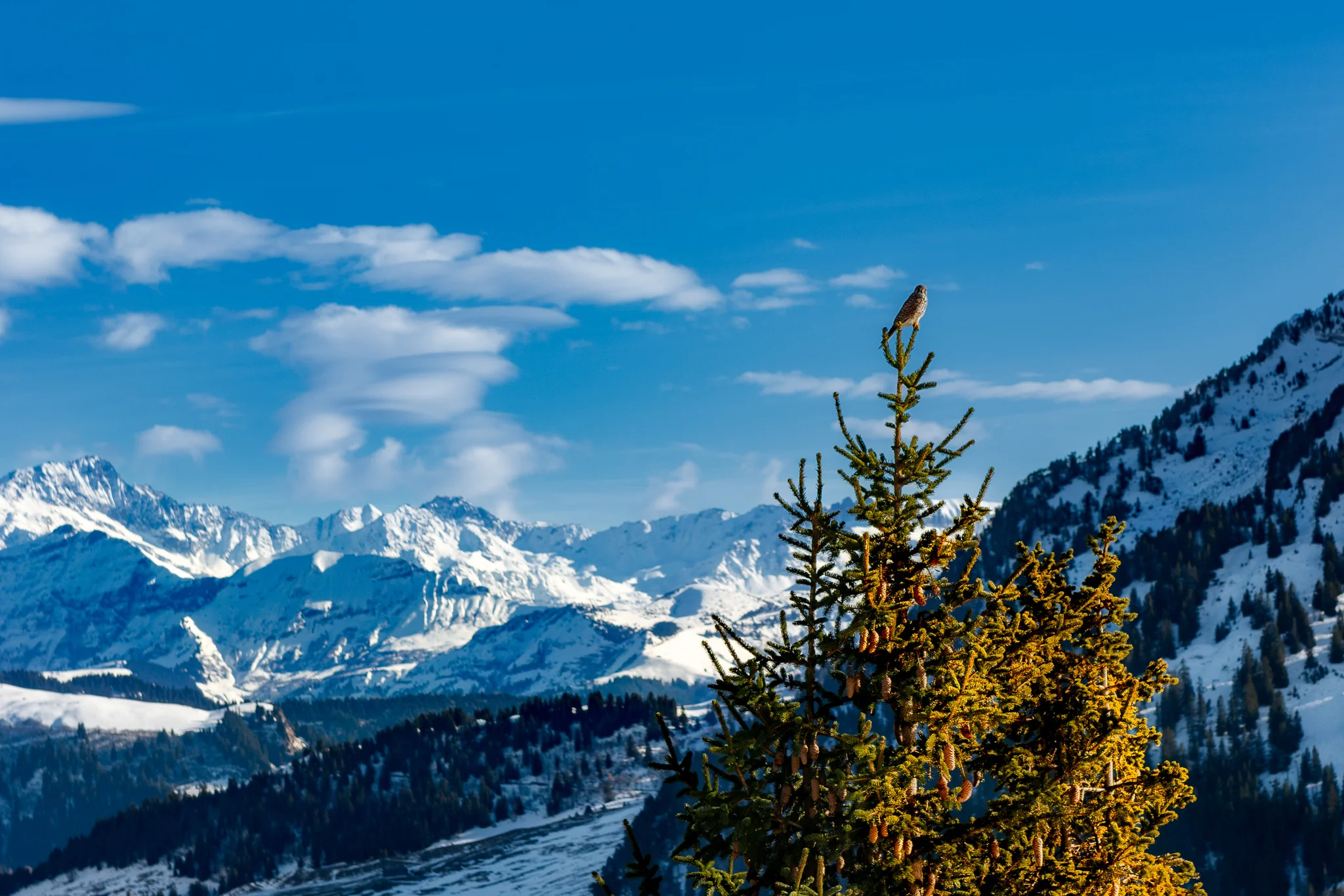Snow-covered alpine peaks seen beyond a foreground fir tree