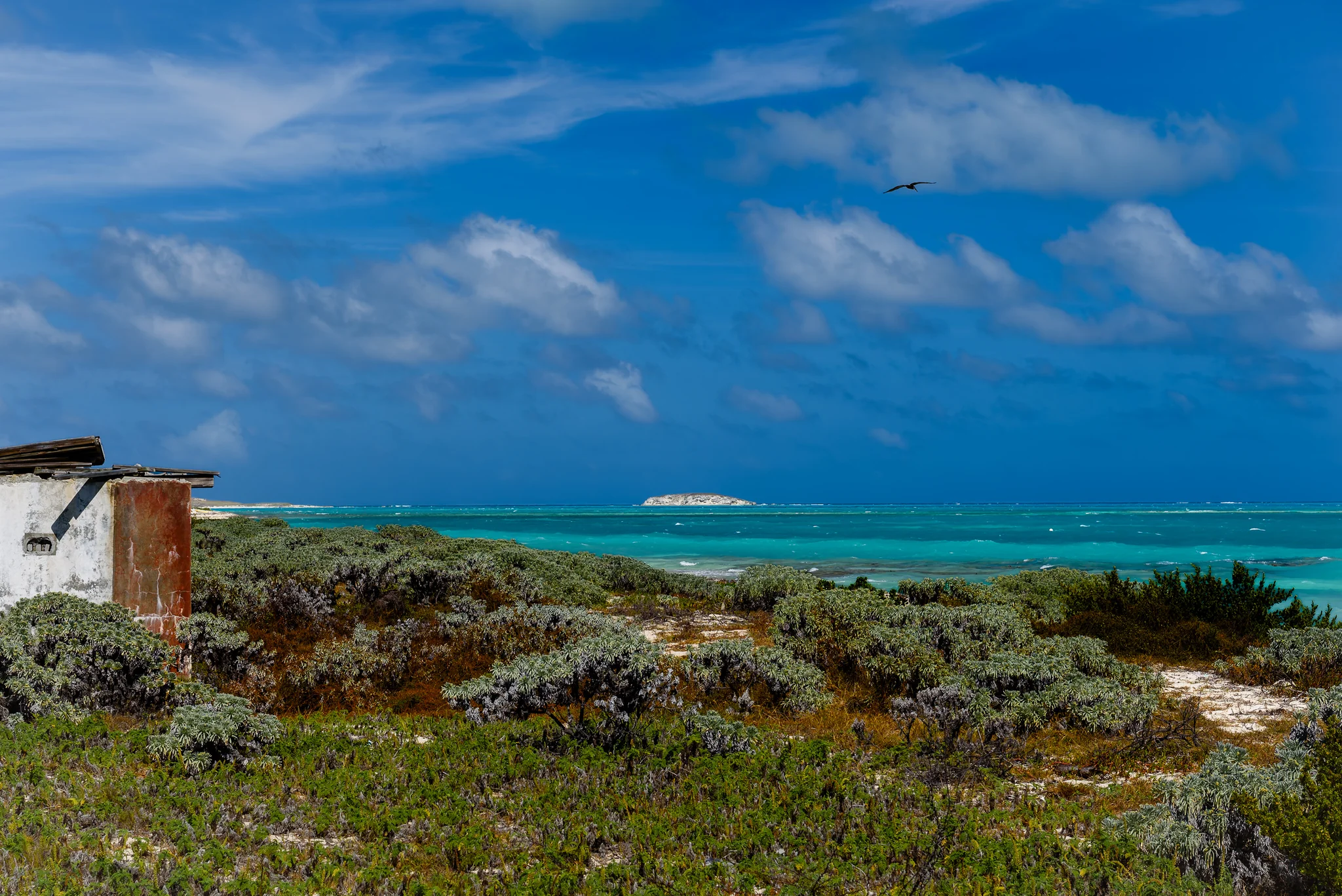 Low windswept coastal vegetation beside a turquoise sea and cloudy sky