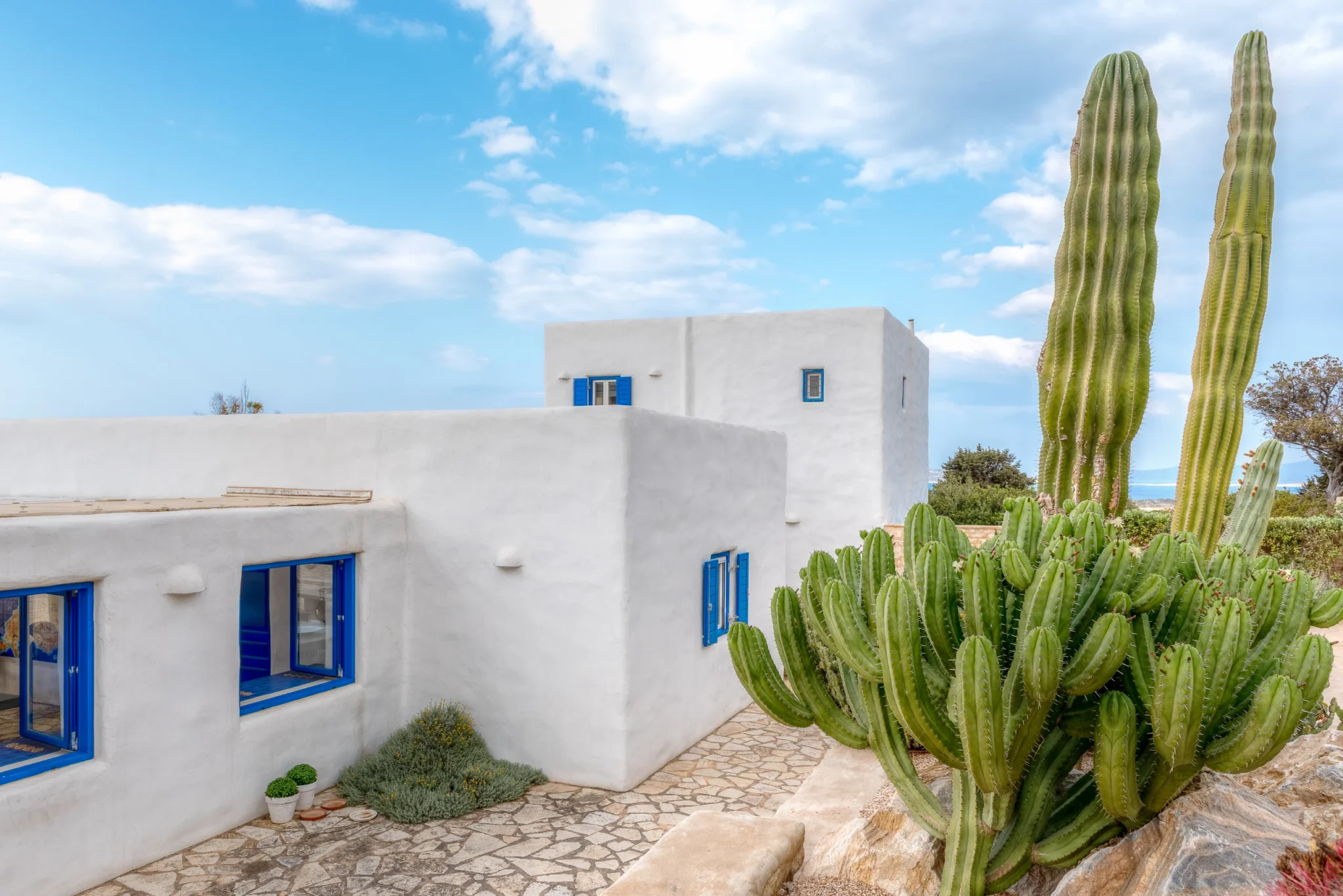 Tall green cacti beside the white walls and blue shutters of Villa Cactus in Paros.