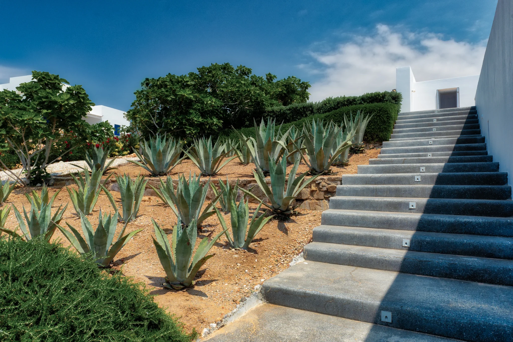 Broad grey exterior steps beside white walls and a garden of agaves at Villa Edge in Paros.