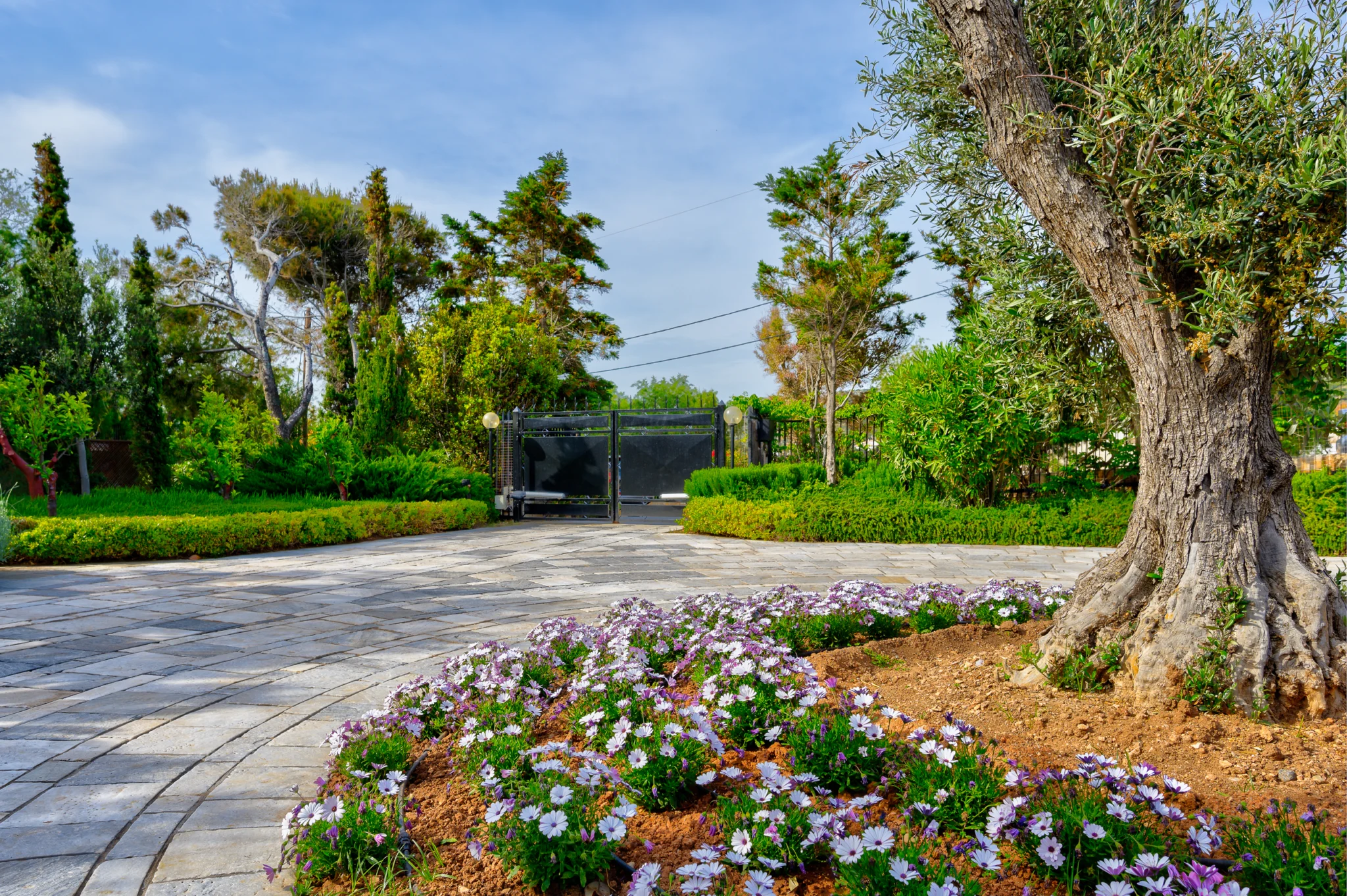Olive tree and flower bed beside the gated entrance at Villa Icarus.