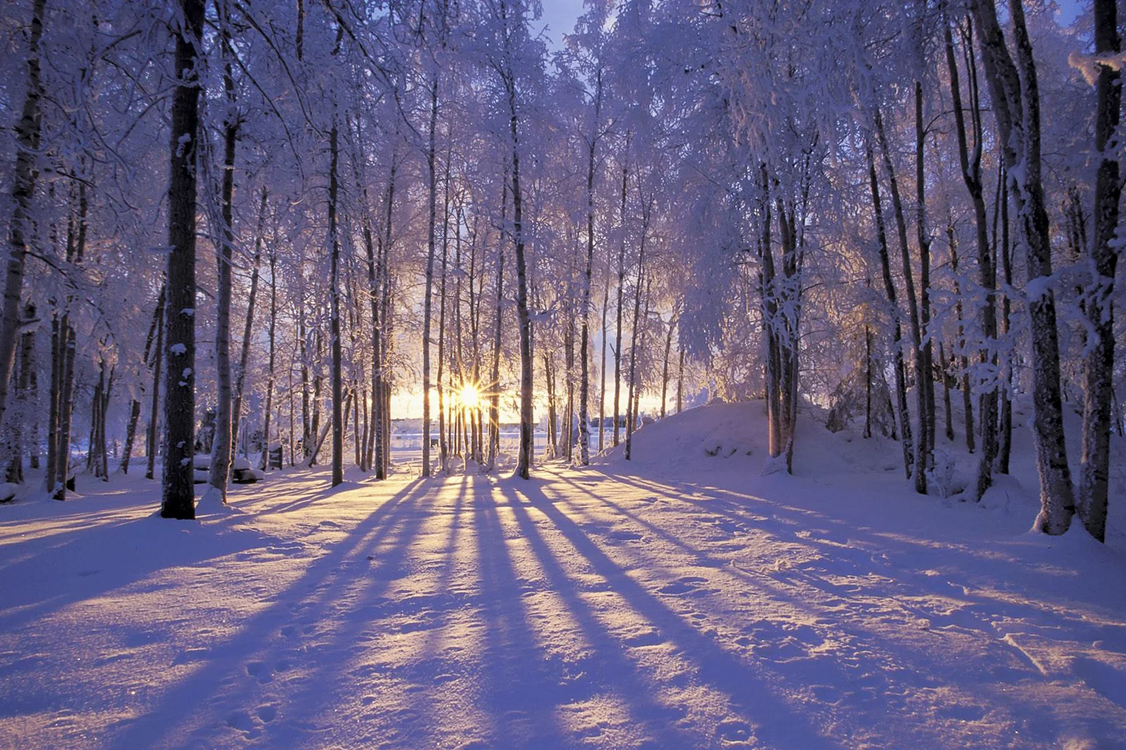 Winter forest sunrise casting long blue shadows across snow